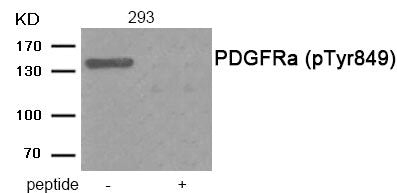 Phospho-PDGFRA (Tyr849) Antibody