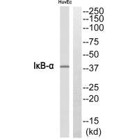 NFKBIA Antibody