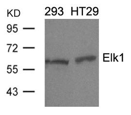 ELK1 (Ab-389) Antibody