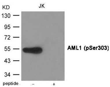 Phospho-RUNX1 (Ser303) Antibody