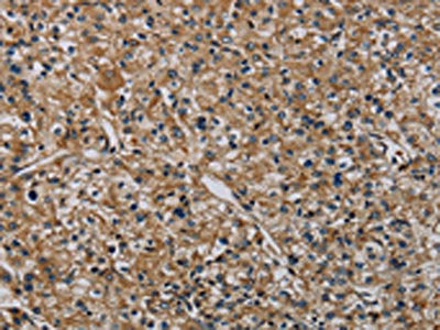 HSPG2 Antibody