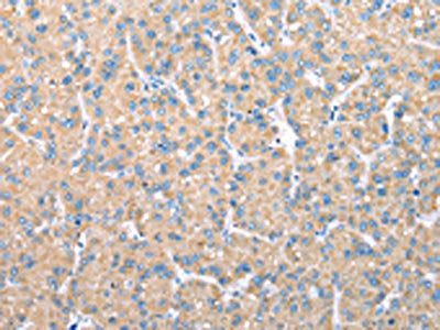 VAPA Antibody