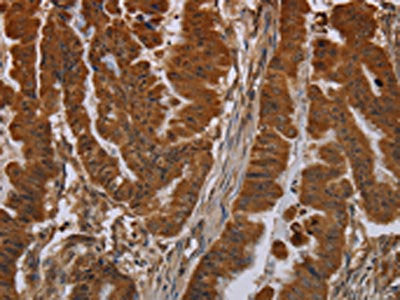 NPRL2 Antibody