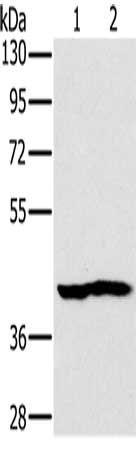 NDUFA10 Antibody