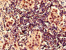 HIF1A Antibody