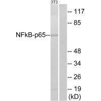 RELA (Ab-311) Antibody