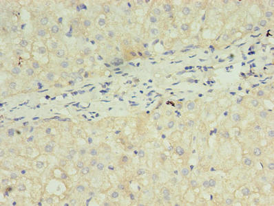 FGF2 Antibody