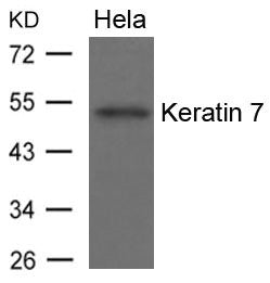 KRT7 Antibody