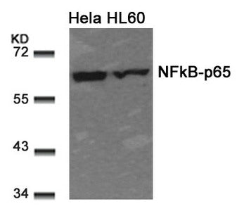 RELA (Ab-311) Antibody
