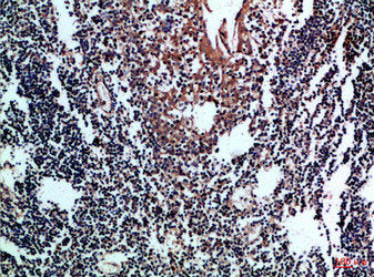 CD80 Antibody