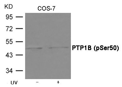 Phospho-PTPN1 (Ser50) Antibody