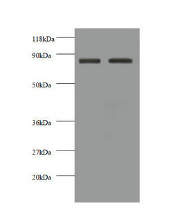 CDH12 Antibody
