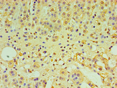 IFNL1 Antibody