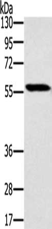 SLC29A4 Antibody