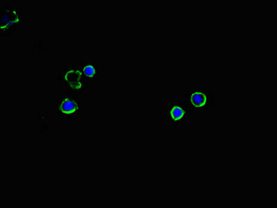 SLC2A2 Antibody