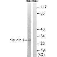 CLDN1 (Ab-210) Antibody