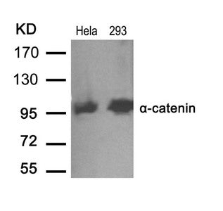 CTNNA1 (Ab-641) Antibody