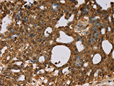 PSMC2 Antibody