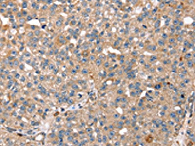 RNF11 Antibody