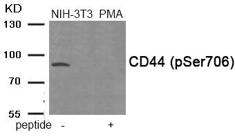 Phospho-CD44 (Ser706) Antibody
