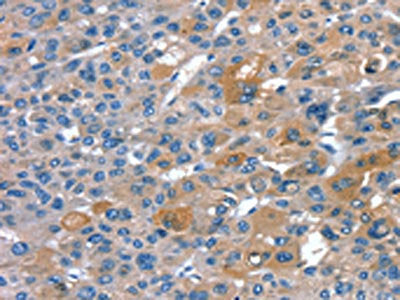 RNF7 Antibody