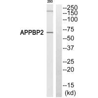 APPBP2 Antibody