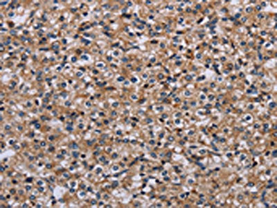 IPO4 Antibody