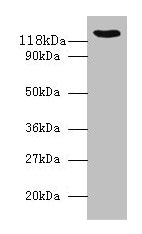 VCL Antibody