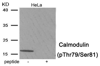 Phospho-CALM1 (Thr79/Ser81) Antibody