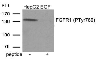 Phospho-FGFR1 (Tyr766) Antibody