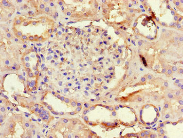 AQP3 Antibody