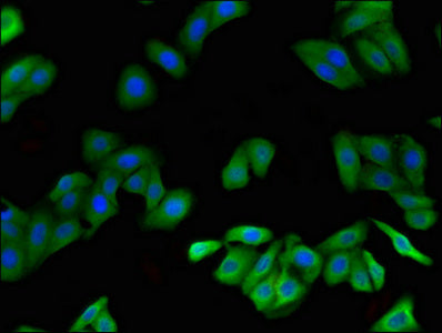 FGF23 Antibody