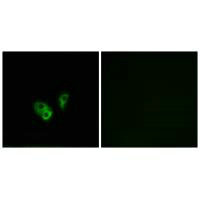 CNGA2 Antibody