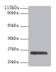 ERAS Antibody