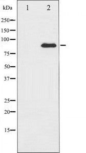 PRKCZ Antibody