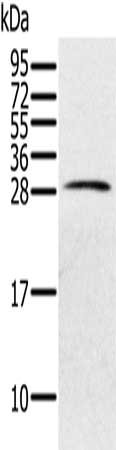 PILRB Antibody