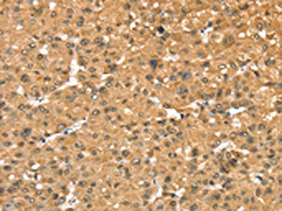 RASSF9 Antibody