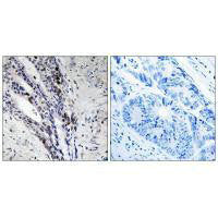 Histone H2A Antibody