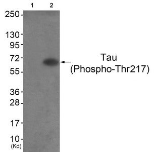 Phospho-MAPT (Thr217) Antibody