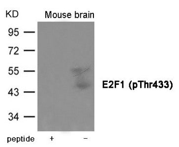 Phospho-E2F1 (Thr433) Antibody