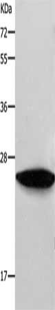 RAB38 Antibody