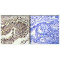 FBN1 Antibody