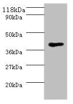MHT1 Antibody