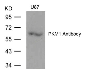 PKM Antibody