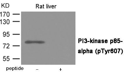 Phospho-PIK3R1 (Tyr607) Antibody