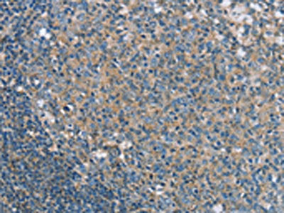 SNX15 Antibody