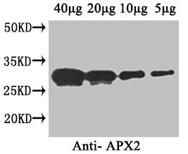 APX2 Antibody