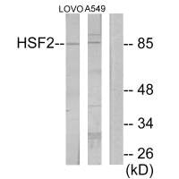 HSF2 Antibody