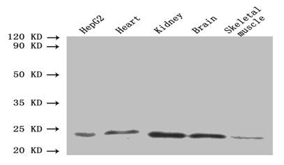 ORM2 Antibody