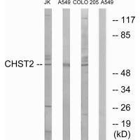 CHST2 Antibody